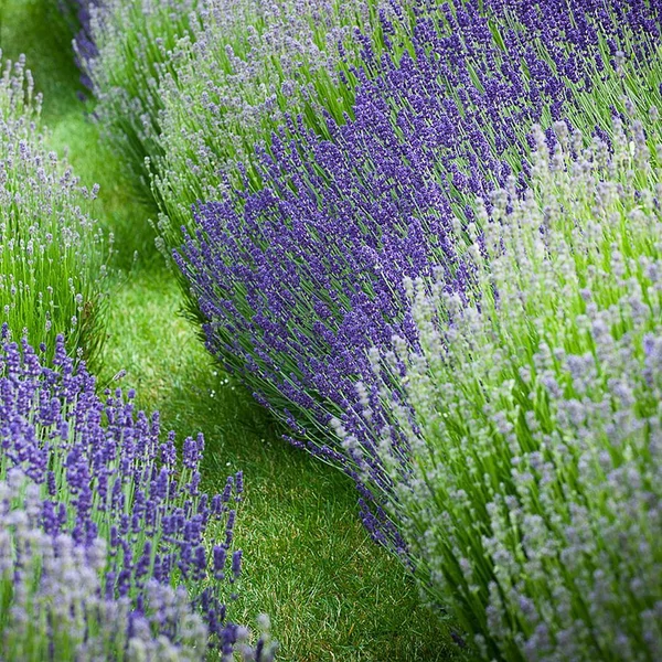 Levendula LAVANDULA ANGUSTIFOLIA BOKOR K3