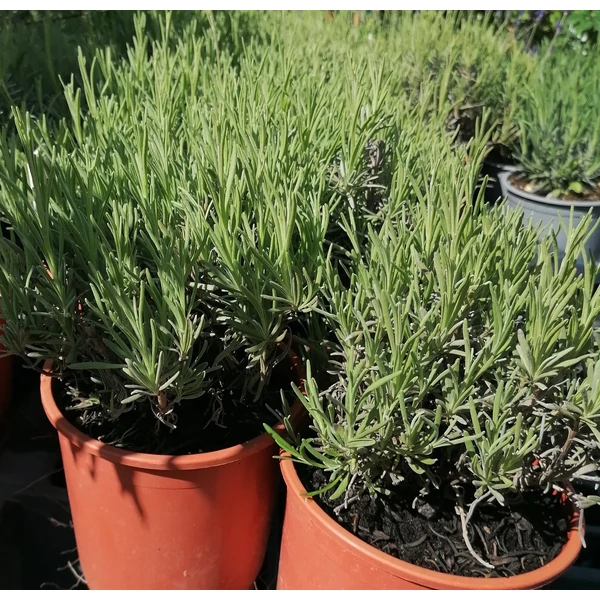 Levendula LAVANDULA INTERMEDIA EDELWEIS K1,5