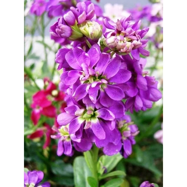 Kerti viola MATTHIOLA INCANA CS14