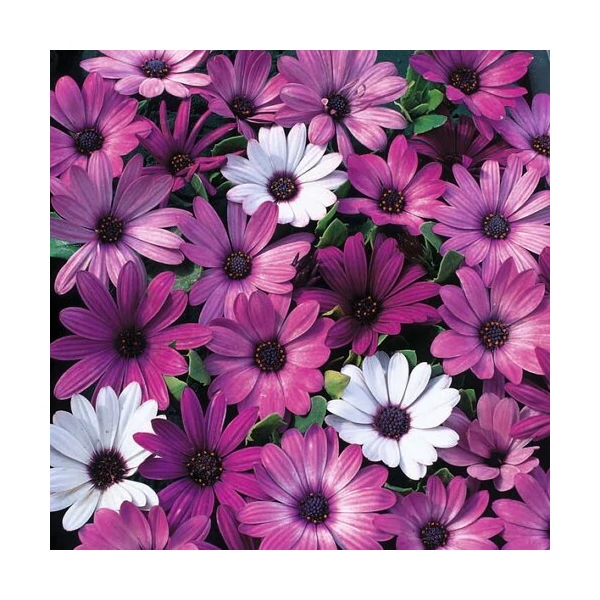 Afrikai aranyvirág OSTEOSPERMUM ECKLONIS K1,5