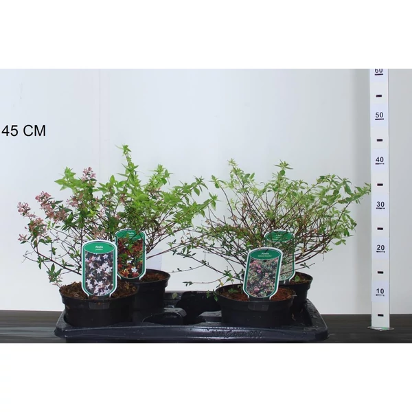 Nagyvirágú tárnicslonc   ABELIA GRANDIFLORA 25/30 K2