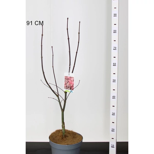 Japán juhar   ACER PALMATUM BLOODGOOD 50/60 K4