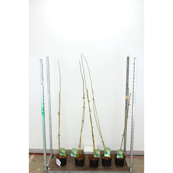 Selyemakác ALBIZIA JULIBRISSIN ROSEA 90/100 K3