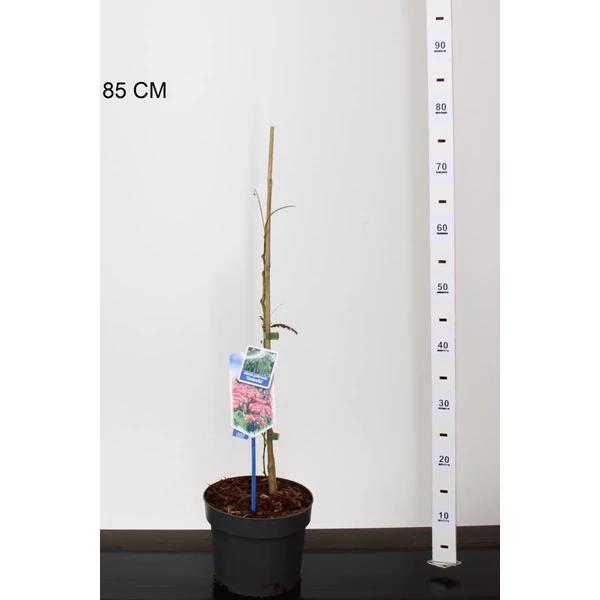 Selyemakác ALBIZIA JULIBRISSIN OMBRELLA 30/35 CS19