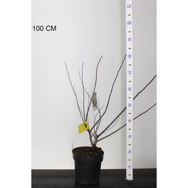mézalmácskaAMELANCHIER LAMARCKII 60/80 K4,5