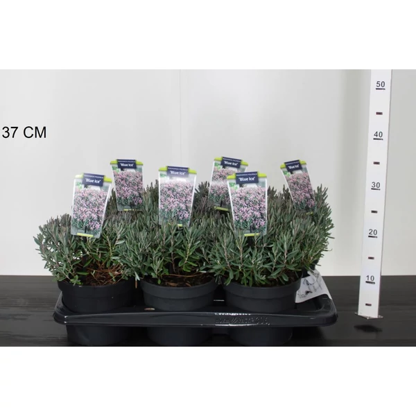 Tőzegrozmaring   ANDROMEDIA POLIFOLIA BLUE ICE 20/25 CS17