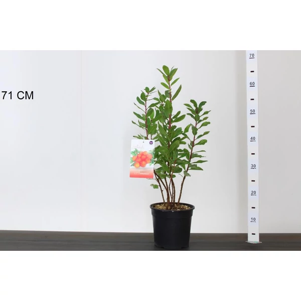 Szamócafa ARBUTUS UNEDO 50/70 CS18