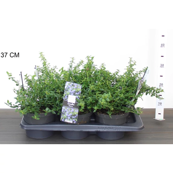 Kék táskavirág CEANOTHUS THYRSIFLORUS REPENS 15/+ CS17