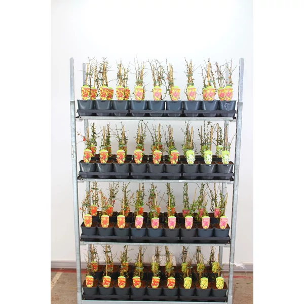 Japánbirs FAJTÁK  CHAENOMELES JAPONICA FAJTÁK 30/40 K2