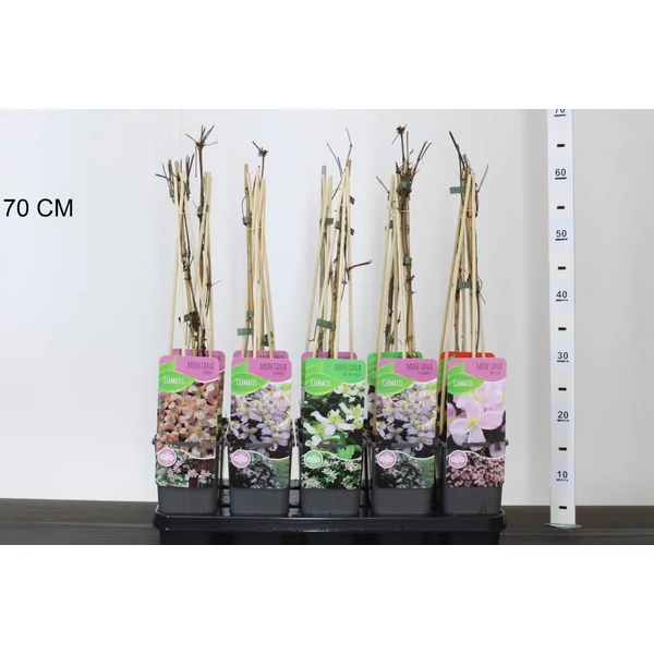 Hegyi iszalag  CLEMATIS MONTANA FAJTÁK 60CM K2