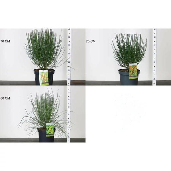 Korai zanót CYTISUS FAJTÁK 40/60 K7,5