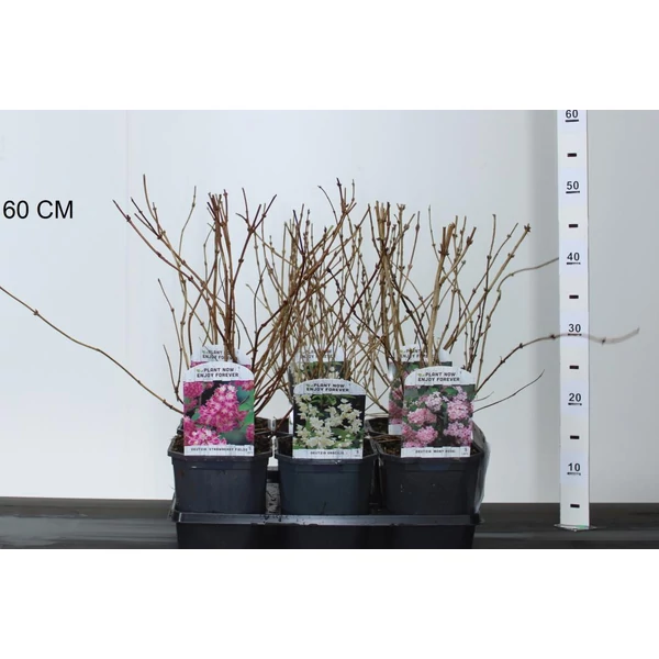 Gyöngyvirágcserje    DEUTZIA FAJTÁK 35/50 K2