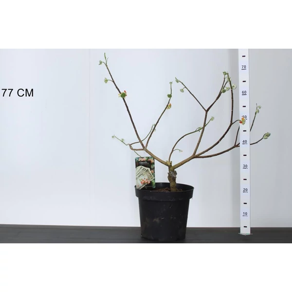 Papírcserje    EDGEWORTHIA CHRYSANTHA RED DRAGON 40/60 K7,5