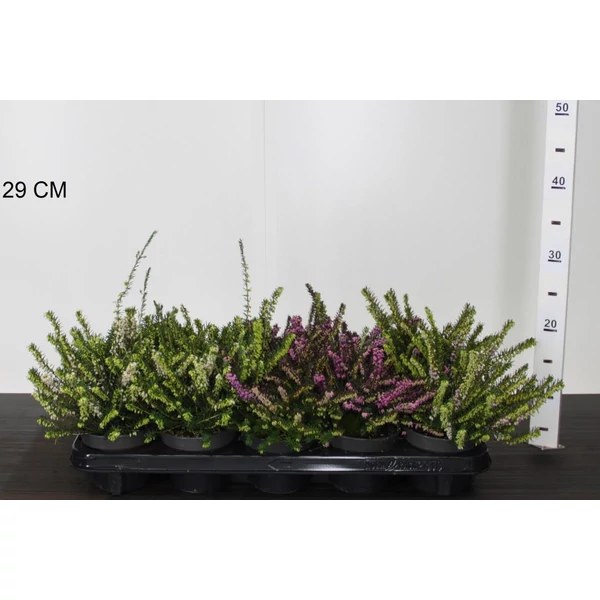 Alpesi hanga ERICA DARLEYENSIS 15/20 CS11