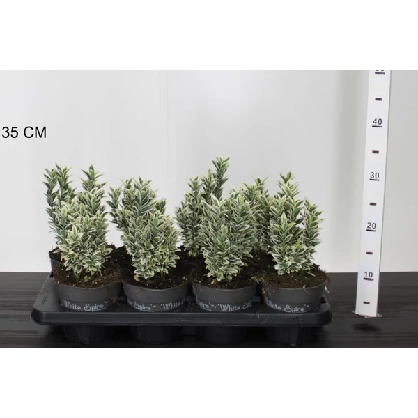 Japán kecskerágó  EUONYMUS JAPONICUS WHITE SPIRE 20/25 CS13