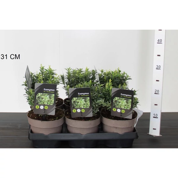 Japán kecskerágó  EUONYMUS JAPONICUS MICROPHYLLUS ALBOVARIEGATUS 20/25 CS15