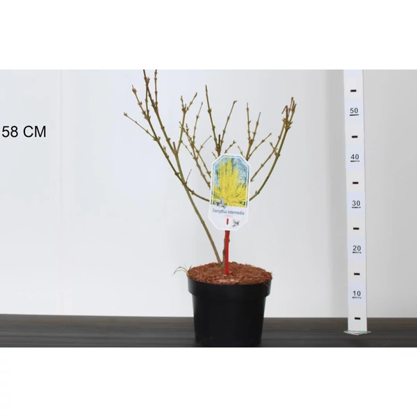 Aranyvessző FORSYTHIA INTERMEDIA LYNWOOD 40/50 K3