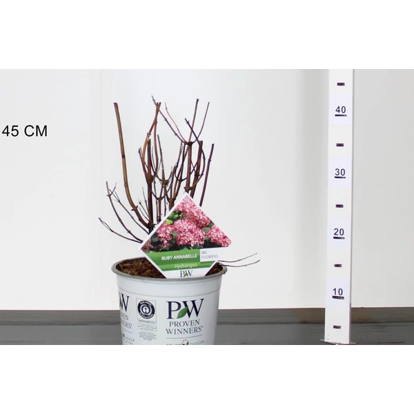 Cserjés hortenzia  HYDRANGEA ARBORESCENS RUBY ANNABELLE 25/30 K3
