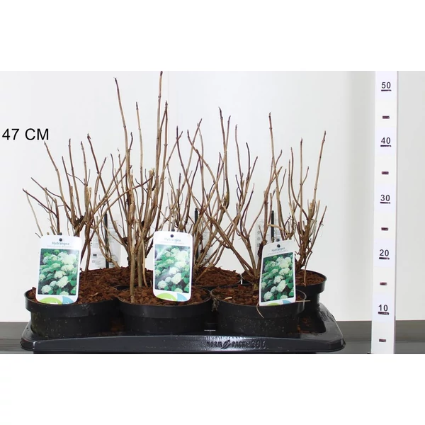 Cserjés hortenzia  HYDRANGEA ARBORESCENS ANNABELLE 25/30 K2,5