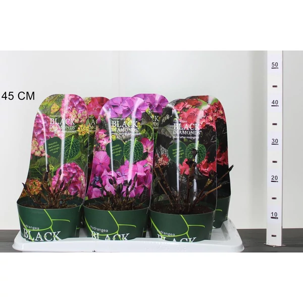 Kerti hortenzia  HYDRANGEA BLACK DIAMONDS K2