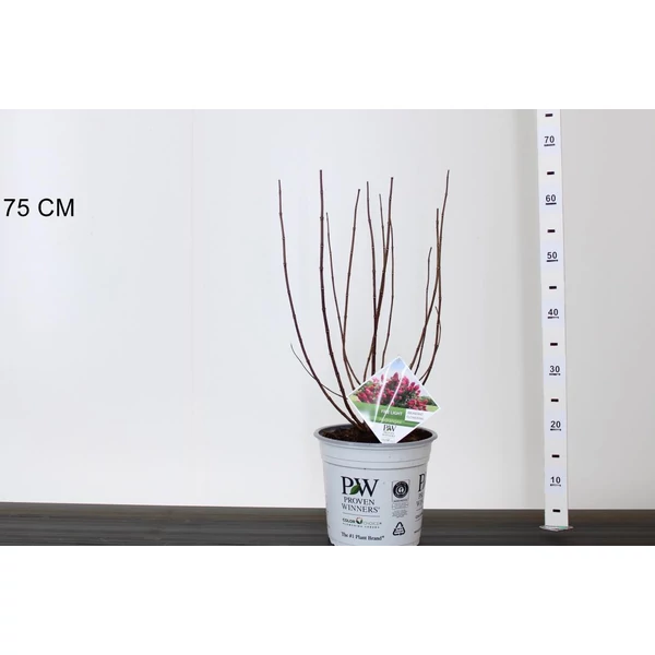 Bugás hortenzia HYDRANGEA PANICULATA FIRE LIGHT 40CM K5