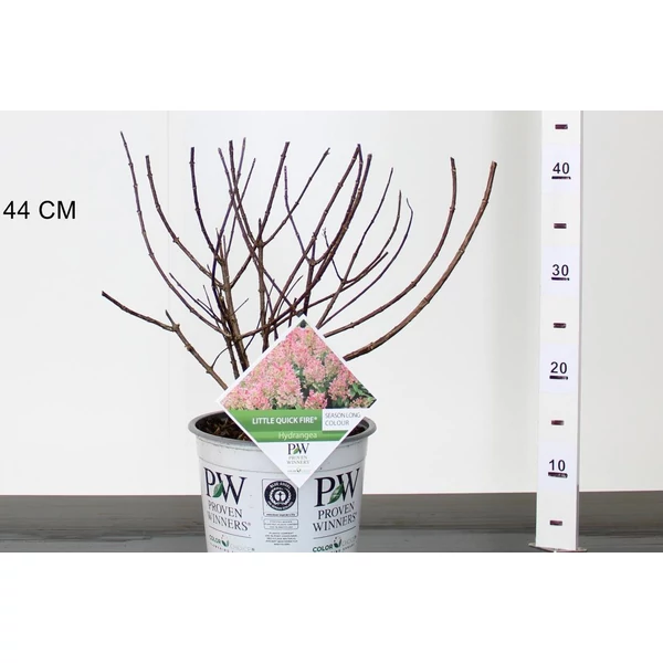 Bugás hortenzia  HYDRANGEA PANICULATA LITTLE QUICK FIRE 35/+ K3