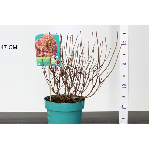 Bugás hortenzia   HYDRANGEA PANICULATA PETITE CHERRY 30/+ K5