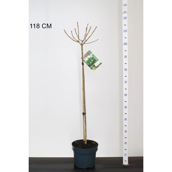 Bugás hortenzia HYDRANGEA PANICULATA POLAR BEAR T80 K5