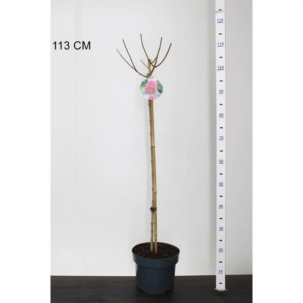 Bugás hortenzia   HYDRANGEA PANICULATA SUNDAE-FRAISE T80 K5