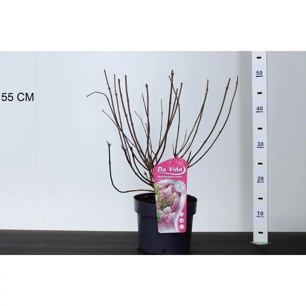 Bugás hortenzia   HYDRANGEA PANICULATA VANILLE FRAISE 40CM K3