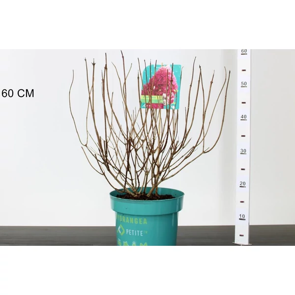 Bugás hortenzia   HYDRANGEA PANICULATA PETITE FLORI 40/50 K6