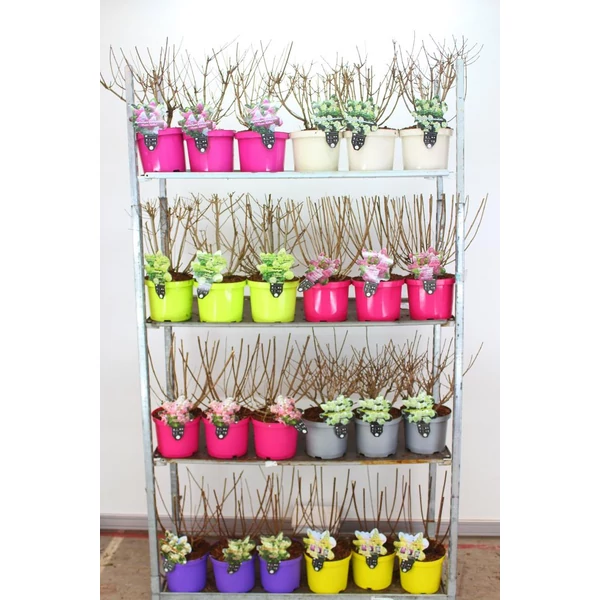 Bugás hortenzia   HYDRANGEA PANICULATA 30/35 K5