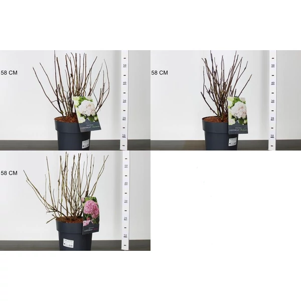 Cserjés hortenzia HYDRANGEA ARBORESCENS CANDYBELLE BUBBLEGUM K10