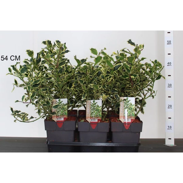 Nagylevelű magyal ILEX AQUIFOLIUM ARGENTEA MARGINATA 20/25 CS17