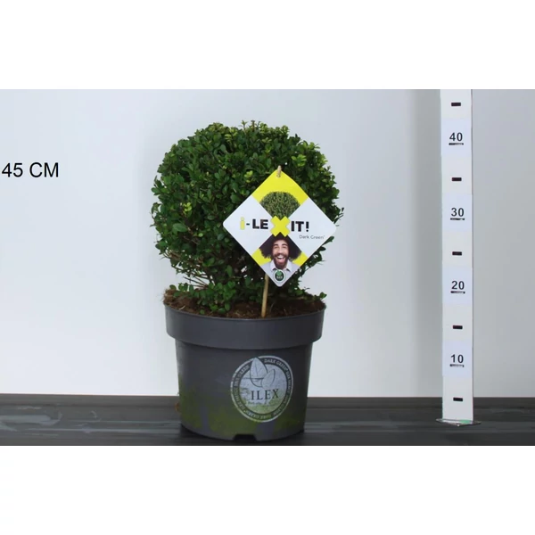 Csipkéslevelű magyal ILEX CRENATA DARK GREEN 25CM GÖMB K5