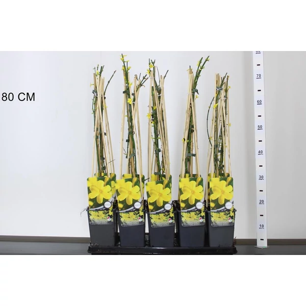 Téli jázmin JASMINUM NUDIFLORUM 25/30 CS14