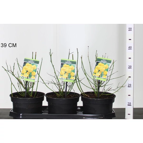 Teltvirágú boglárkacserjeKERRIA JAPONICA PLENIFLORA 25/35 CS19