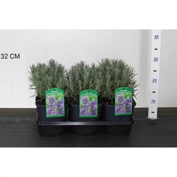 Levendula LAVANDULA ANGUSTIFOLIA MUNSTEAD K2