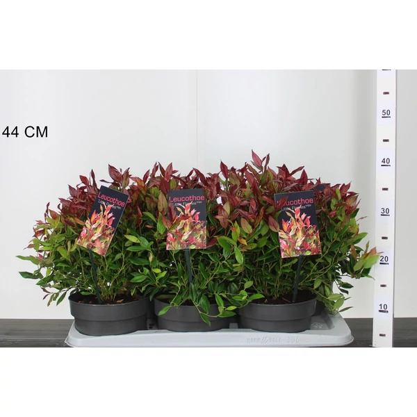 Fürtös hanga   LEUCOTHOE AXILLARIS LITTLE FLAME 20/25 CS17