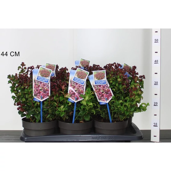 Fürtös hanga   LEUCOTHOE AXILLARIS CURLY RED 20/25 CS17