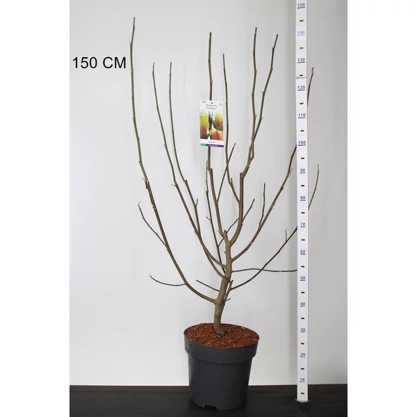 LiliomfaMAGNOLIA SUNSATION 100/125 K12