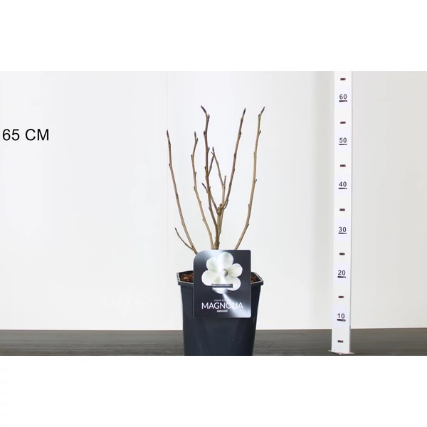 Kisvirágú liliomfa MAGNOLIA SIEBOLDII 40/50 K4,5