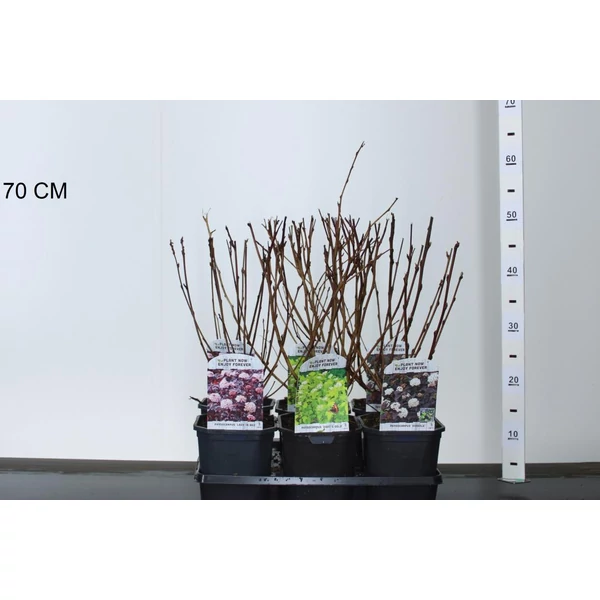 Hólyagvessző    PHYSOCARPUS OPULIFOLIUS FAJTÁK 40/+ K2