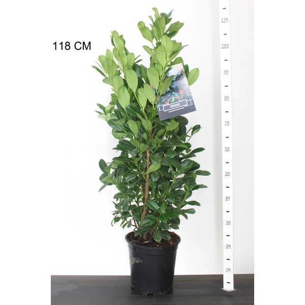 Oszlopos babérmeggy  PRUNUS LAUROCERASUS BONAPARTE 70/90 K6,5