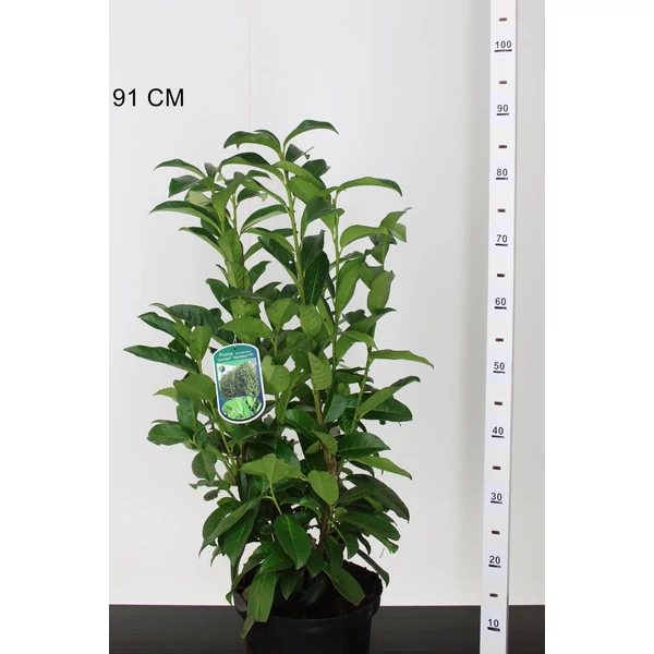 Oszlopos babérmeggy  PRUNUS LAUROCERASUS GENOLIA 50/60 K5