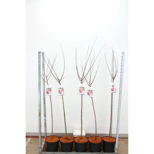 Babarózsa   PRUNUS TRILOBA T100 K7,5