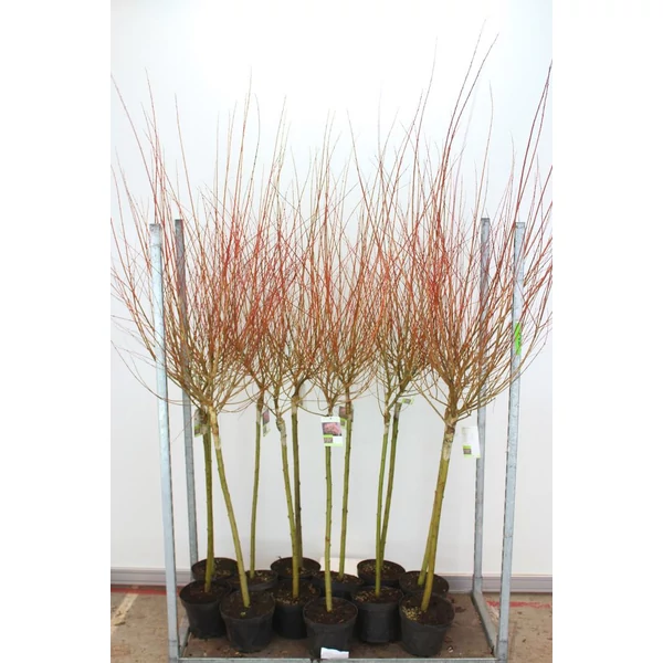 Tarkalevelű japán fűz  SALIX INTEGRA HAKURO-NISHIKI T80 K5