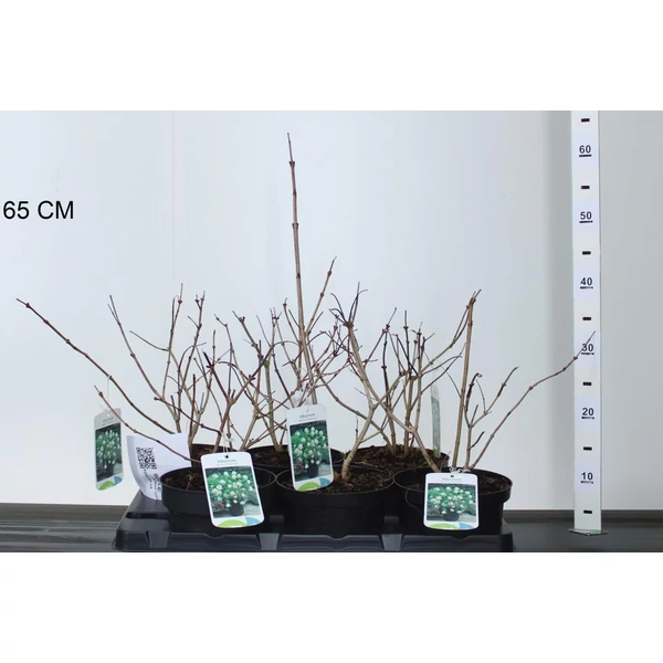 Labdarózsa    VIBURNUM OPULUS ROSEUM 20/+ K2