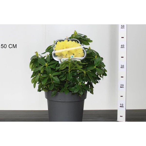 Havasszépe    RHODODENDRON GOLDKRONE 40CM K5