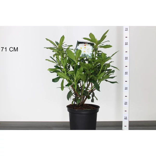 Havasszépe    RHODODENDRON MADAME MASSON 30/40 K5